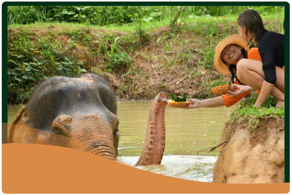 Koh Samui Experience - Excursión Santuario de elefantes